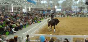 Horse Events Bendigo