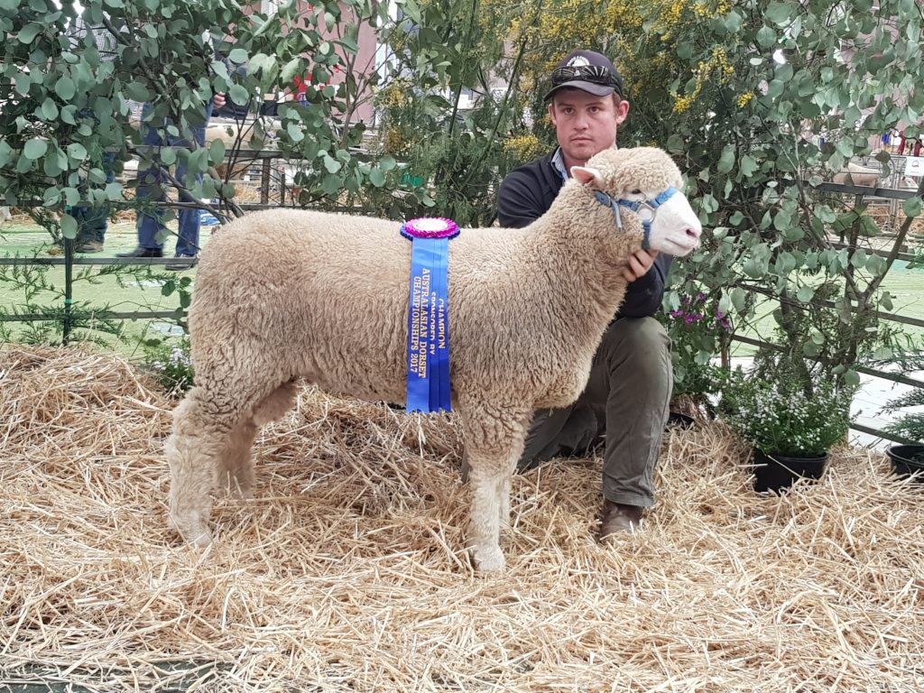 2017 Junior Champion Ram Lamb