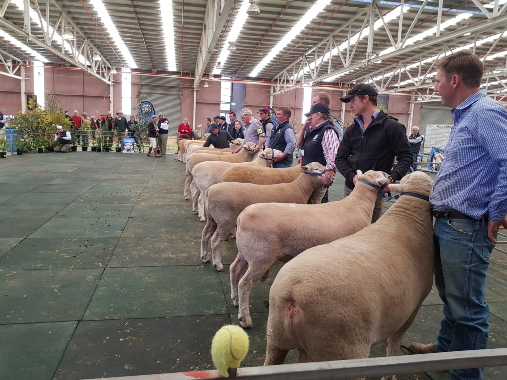 2017 Australasian Dorset Championships