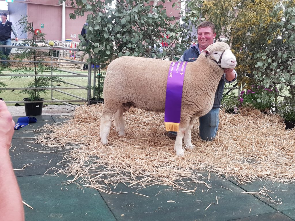 2017 Reserve Champion Ram