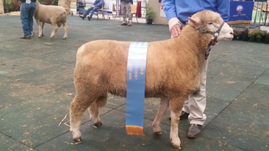 2016 Champion Ram Lamb