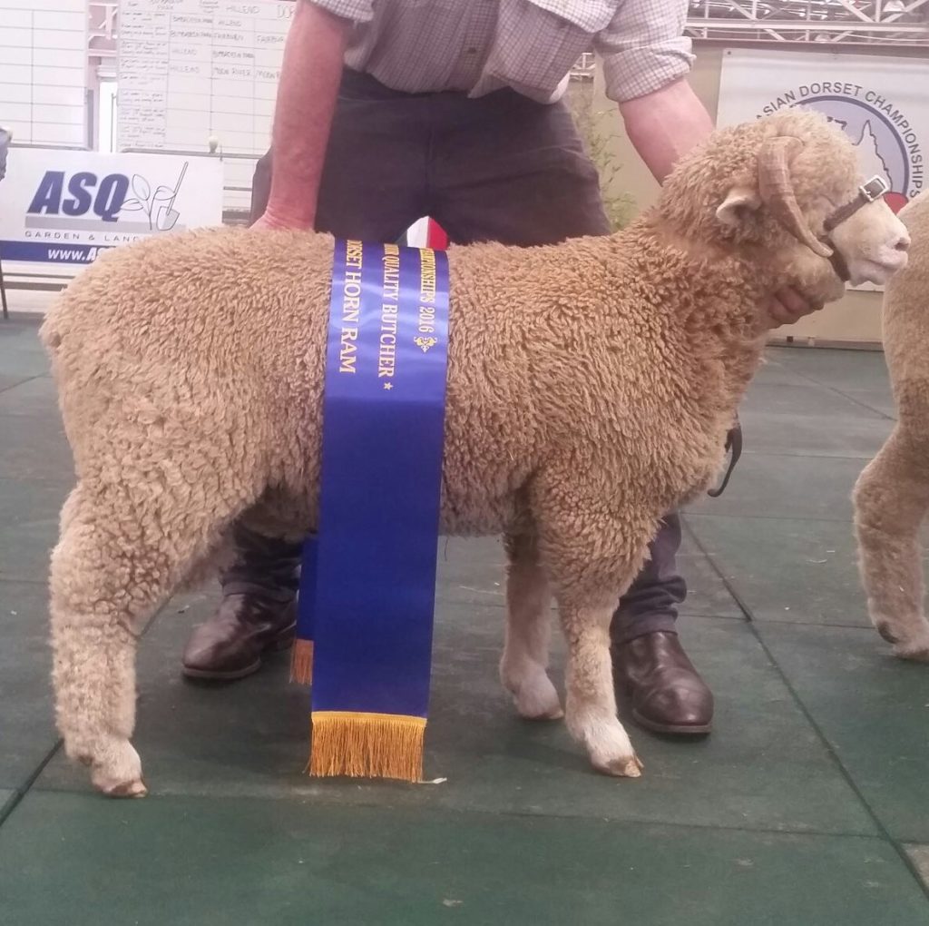 2016 Dorset Horn Lamp Champion