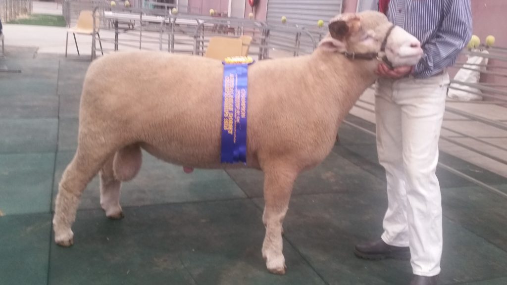 2016 Dorset Horn Ram Champion