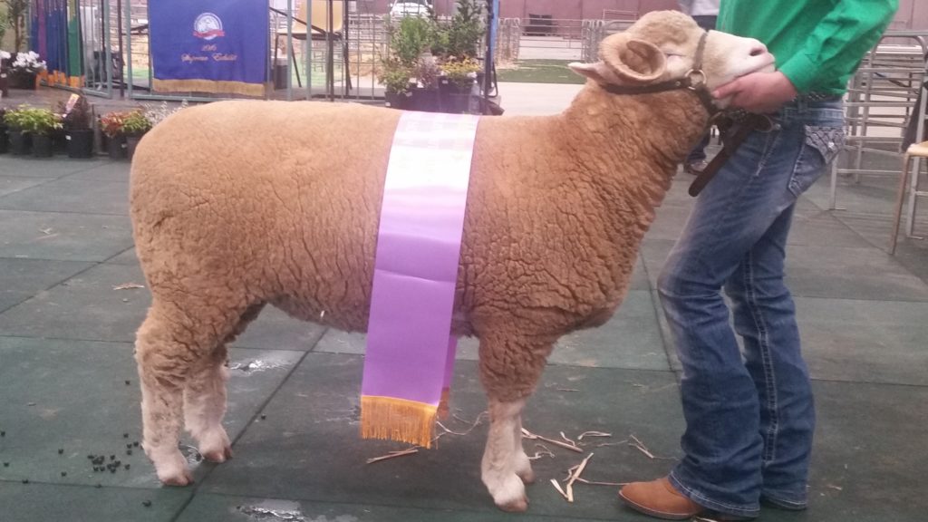 2016 Dorset Horn Ram Reserve Champion