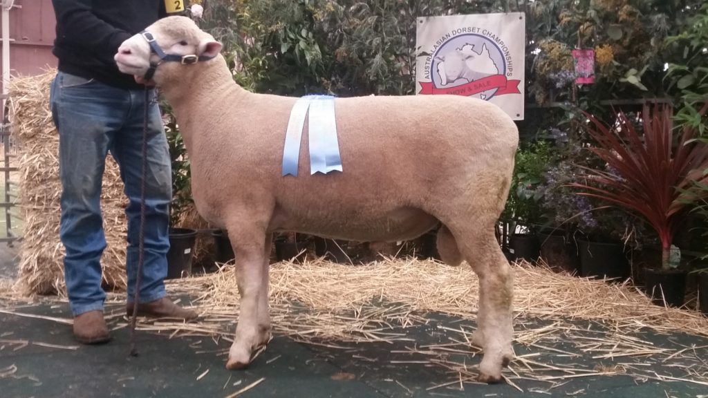 2016 Junior Ram Champion