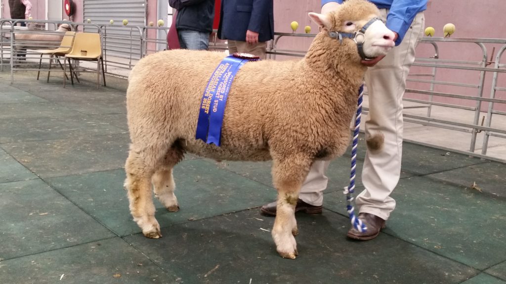 2016 Lamp Ram Champion